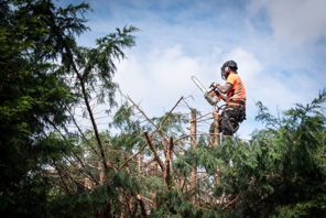a logging worker high up on a tree