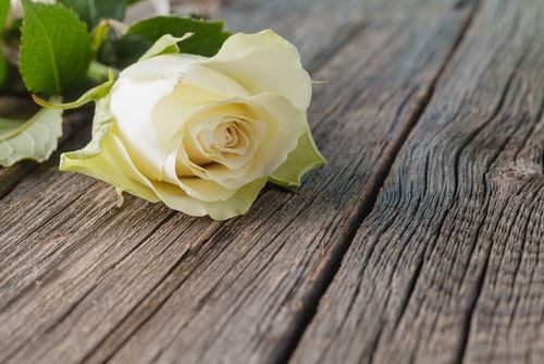 White rose on a wooden table
